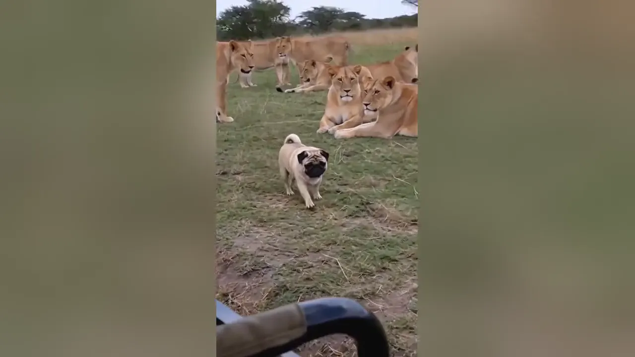 One Small Dog Steals the Show